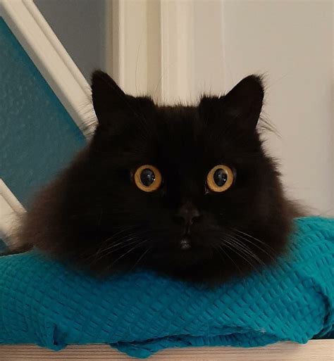 Black Cat Staring Memes Imgflip