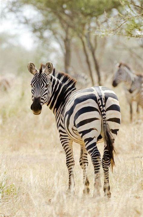 Pin By Topo Gigio On Zebras African Animals Animals Zebras