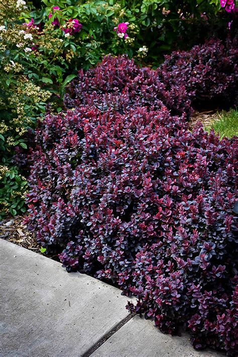 Concorde Barberry Shrubs For Sale The Tree Center