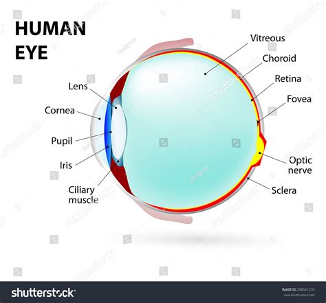 Schematic Diagram Of The Eye Human Anatomy Labeled Stock Photo