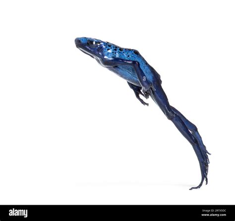 Blue Poison Dart Frog Jumping Dendrobates Tinctorius Azureus Isolated