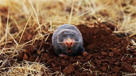 Top 127 Pictures Of Animals That Live Underground