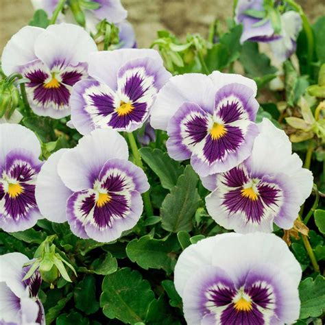 Pansy Better Homes And Gardens