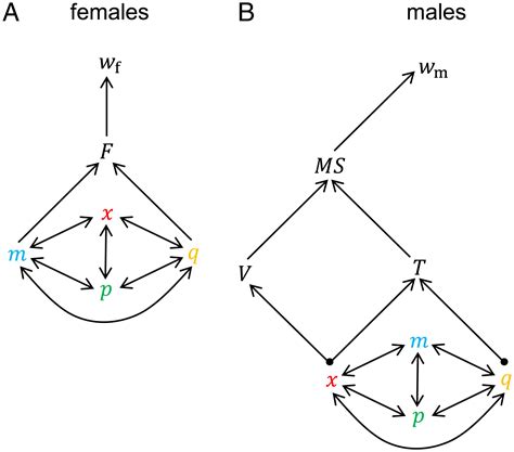 The Evolution Of Mating Preferences For Genetic Attractiveness And Quality In The Presence Of