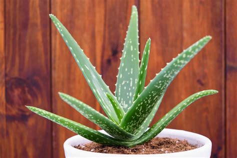Aloe Vera Plant Greenripegarden