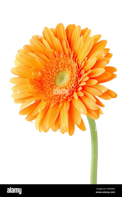 Orange Gerbera Daisy Flower Isolated On White Background Stock Photo