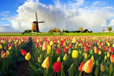 45 Dutch Windmill Wallpaper Wallpapersafari