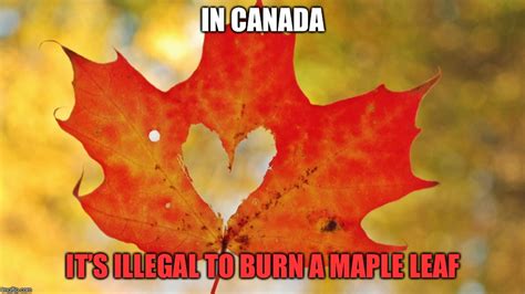 Maple Leaf Heart Imgflip