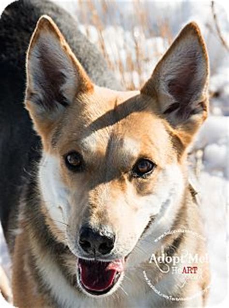 Nonetheless, the owner has since grown fond of the st. Dixie | Adopted Dog | Grinnell, IA | German Shepherd Dog ...