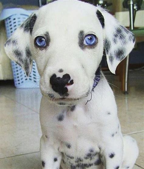 Dalmatian Puppy Cute Puppies Baby Animals Cute Dogs