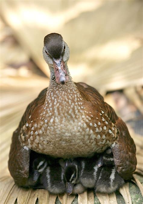 Mother Black Duck Sheltering Her Ducklings Under Her Wings Rob Pet