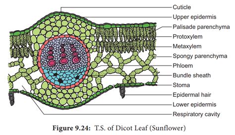 Anatomy Of Leaf Dicot And Monocot Leaf Comparison Bet