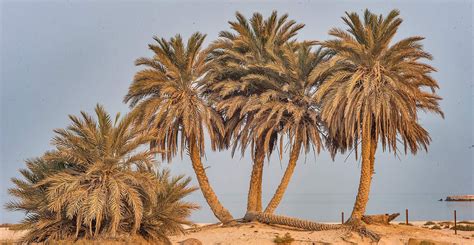 Date Palm The Cornerstone Of Civilisation In The Middle East And North