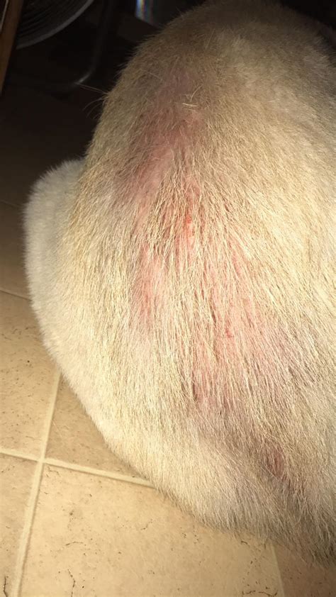 Why Do Dogs Chew Bald Spots
