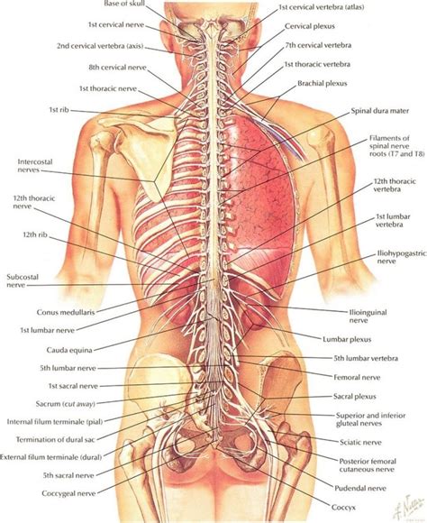 The 11 hottest male body parts, ranked / yet many learners overlook memorizing more than their head first, let's learn the different body parts in spanish. Anatomy Of The Back Organs Anatomy Of Organs In The Back ...