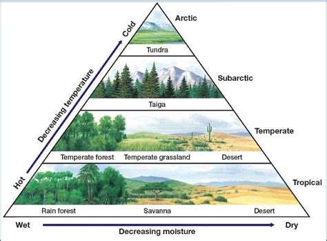 Biome Chart Biomes Environmental Science Earth Science
