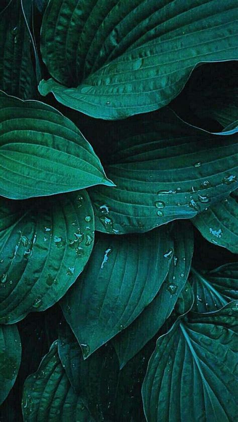 Pin by Sitem Online Plant on Plants in 2019 | Wallpaper, Plant
