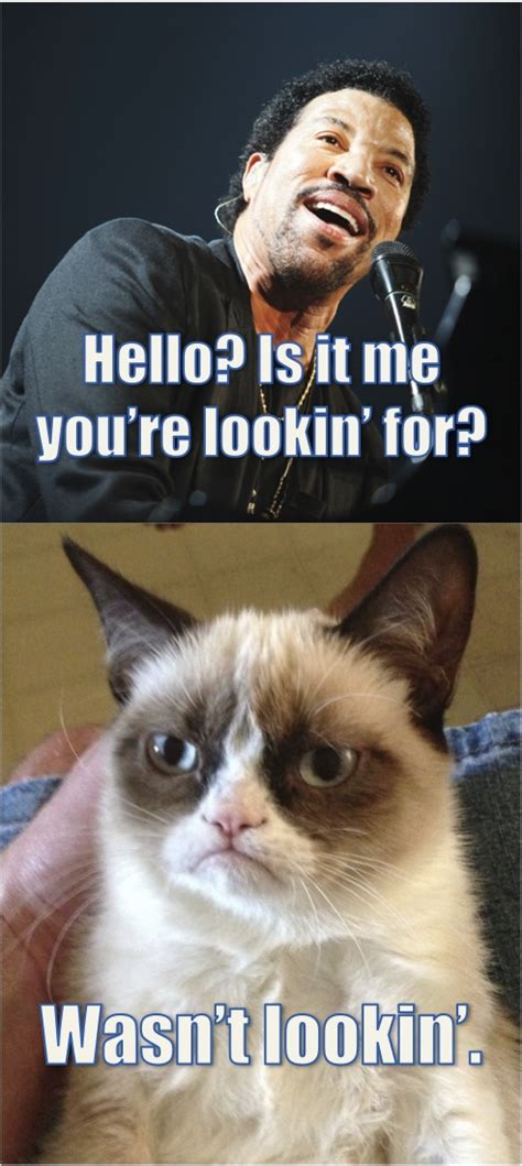tard the grumpy cat vs lionel richie grumpy cat humor grumpy cat grumpy cat meme