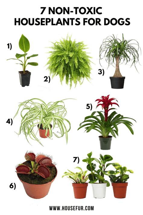 7 Pet-Friendly Non-Toxic Houseplants for Dogs | Indoor plants pet