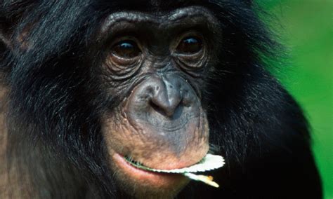 Did Bonobos Actually Tame Themselves Scientists Find That The African