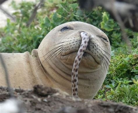 Pin By Ae On Animals Hawaiian Monk Seal Monk Seal Seal Face
