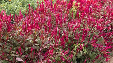 Vivid Color Bright Magenta Wildflower Garden In Bloom Stock Photo