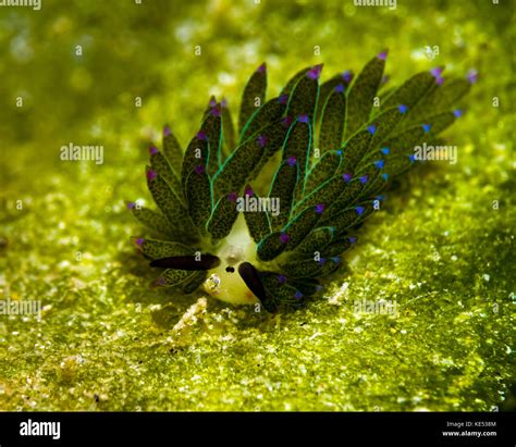 Costasiella Sapsucking Slug Milne Bay Papua New Guinea Stock Photo