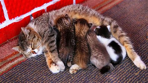 It's easy with our free mobile app available in the app store and google play. Mom cat feeding five cute meowing kittens - YouTube
