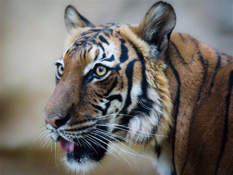 Momoe The Female Malayan Tiger Panthera Tigris Jacksoni Zoochat