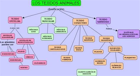 Cuadros Sinópticos Sobre Tejidos Animales Y Vegetales Cuadro