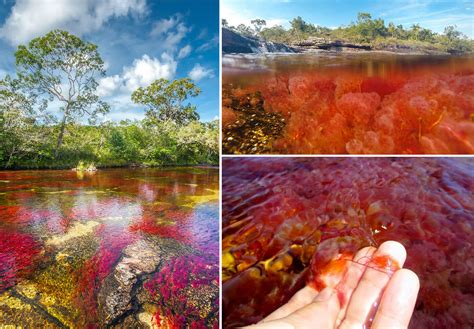 Mybestplace Caño Cristales River Of 5 Colors