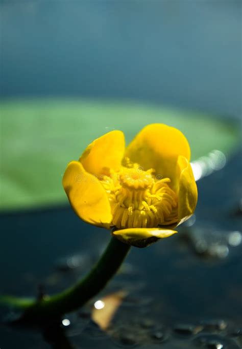 Yellow Water Flower On The Surface Of The Water Stock Photo Image Of