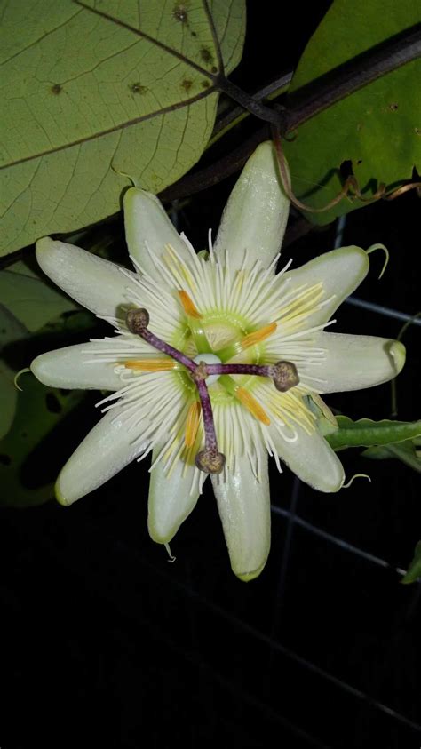 Passiflora Caerulea ‘constance Eliott Snowdrop Farm