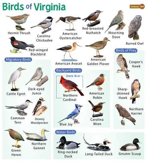 The Most Common Backyard Birds In Virginia Nature Blog Network