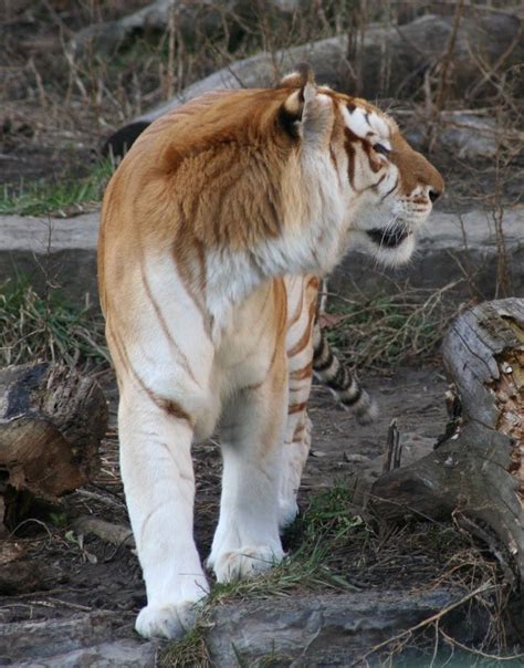 Most tigers in india hunt sambar deers and gaurs, and in siberia, the tigers mostly hunt manchurian wapitis and wild boars and are among its 80% prey. golden tiger - Google Search | Tiger pictures, Rare cats ...
