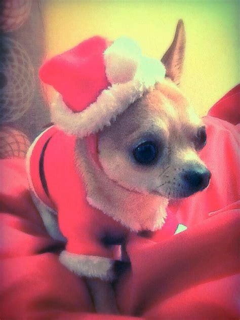 Dressed Up For Christmas Chihuahua Dress Up Christmas