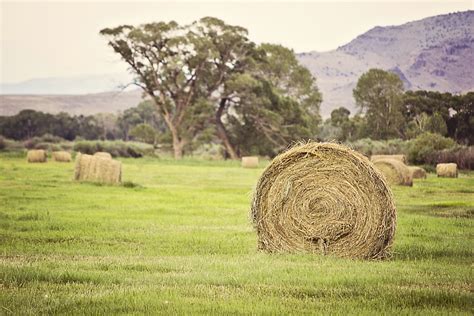Round Bale Of Freshly Cut Hay Fine Art Photography On Storenvy