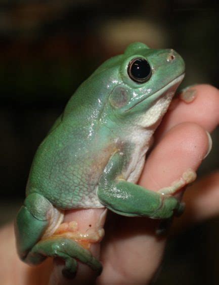 Northern Green Tree Frog Reptile And Grow