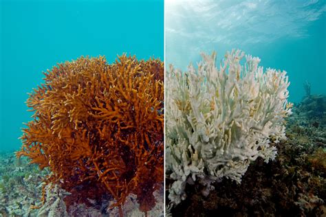 Massive Bleaching Event Puts Worlds Coral Reefs At Risk