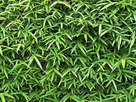 Tall Shrubs For Privacy 10 Best Evergreens For Privacy Screens And