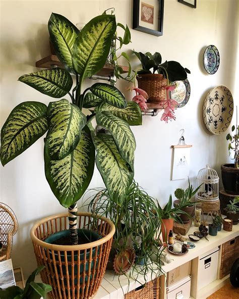 Leafy Green Bliss Unveiling The Secrets To Thriving Houseplants