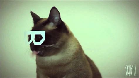 Dubstep Hipster Cat Megacat Youtube