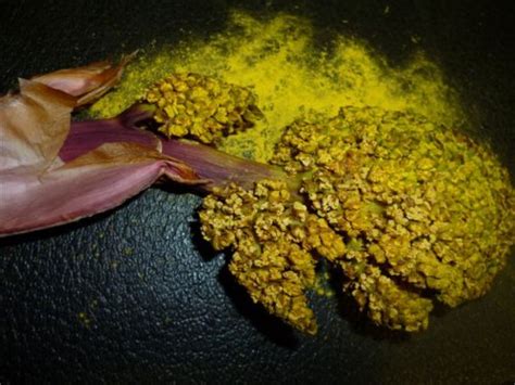 The palmetto weevil and red palm weevil are super palm tree pests. Gallery - Category: Plants - Image: Pollen flowers from ...