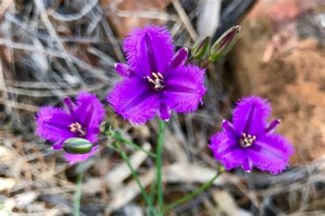 6 Wildflowers You Can See In The Flinders Ranges This Spring Good Living