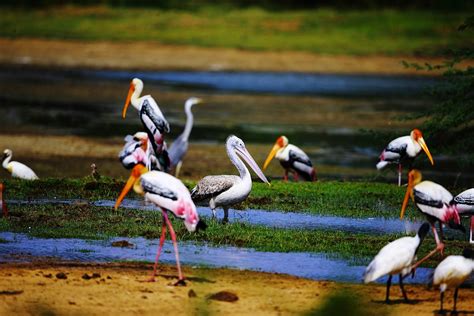 Kumana National Park Ampara All You Need To Know