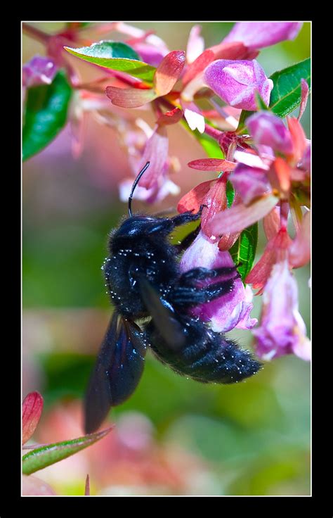 Carpenter Bee Xylocopa Spp Better Viewed Large Img9600a Flickr