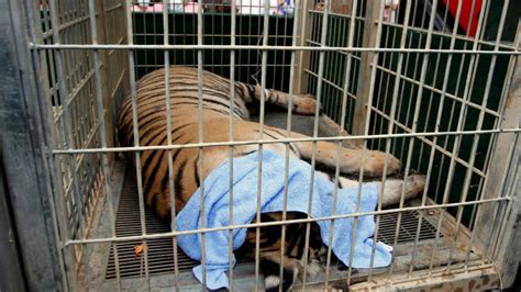 40 Tiger Cubs Found In Thai Temple Freezer Newshub