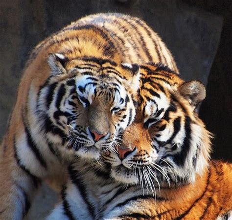 Loving Tigers Big Cats Photography Tiger Pictures Beautiful Cats