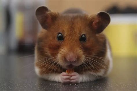 Can A Hamster Be A Service Animal Answered Comfy Empire