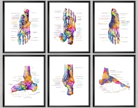 Foot Anatomy 6 Posters Skeletal Bones Print Podiatry Art Etsy Uk